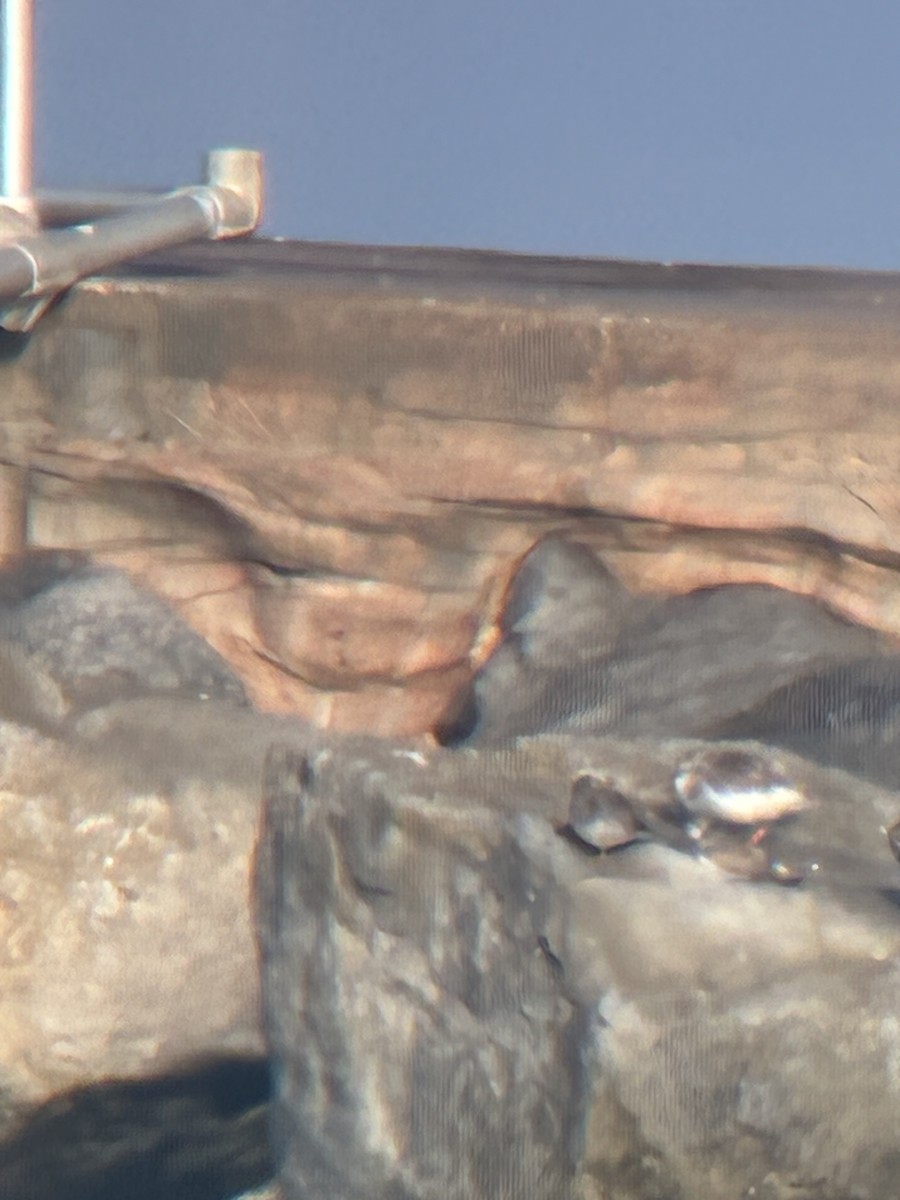 ムラサキハマシギ - ML646613302