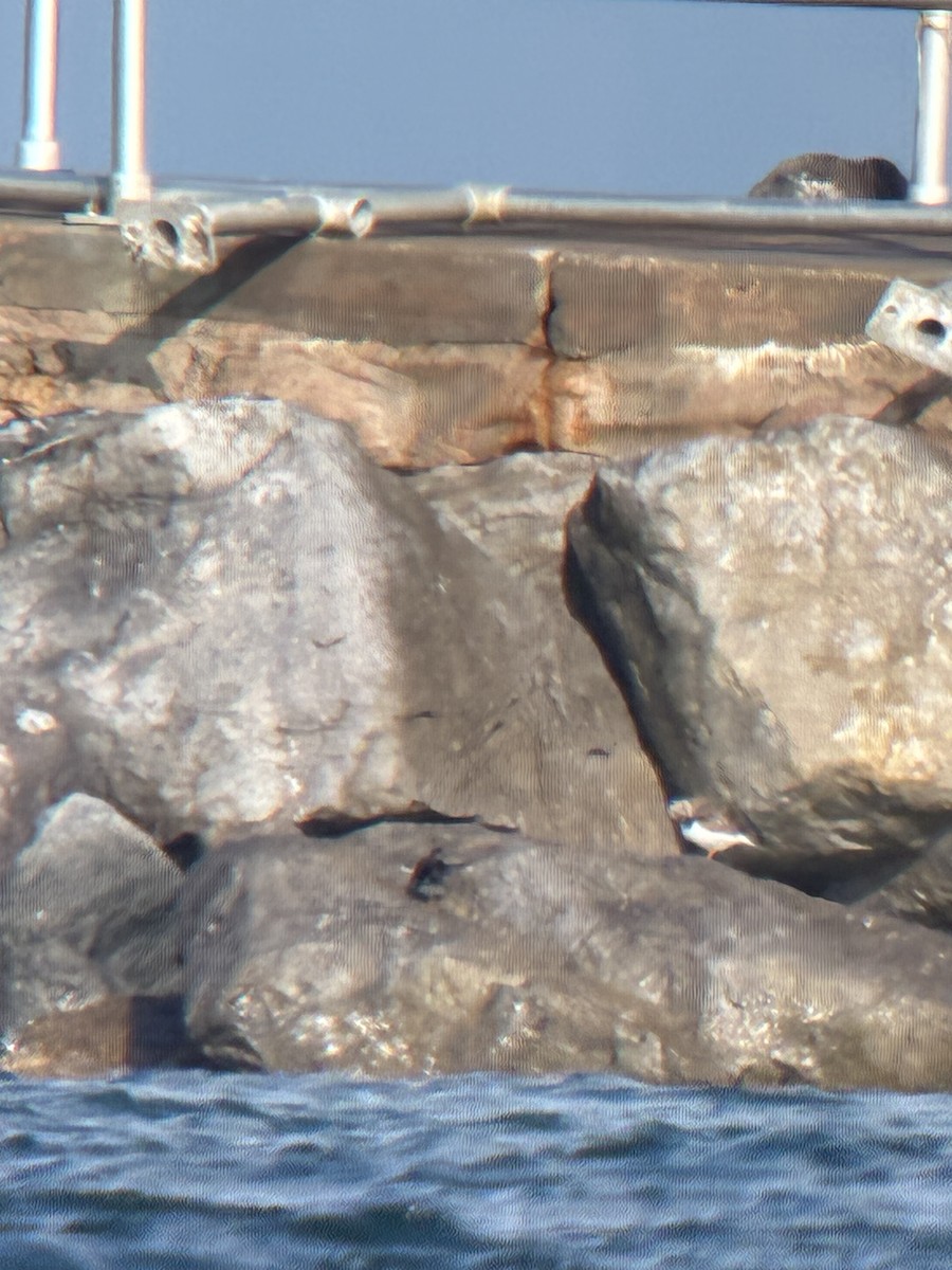 ムラサキハマシギ - ML646613303