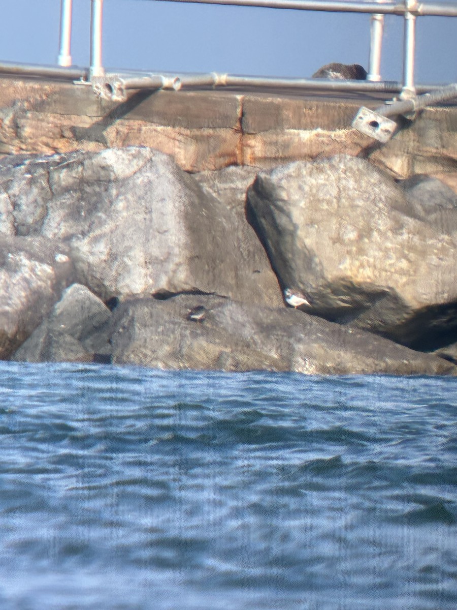 ムラサキハマシギ - ML646613304