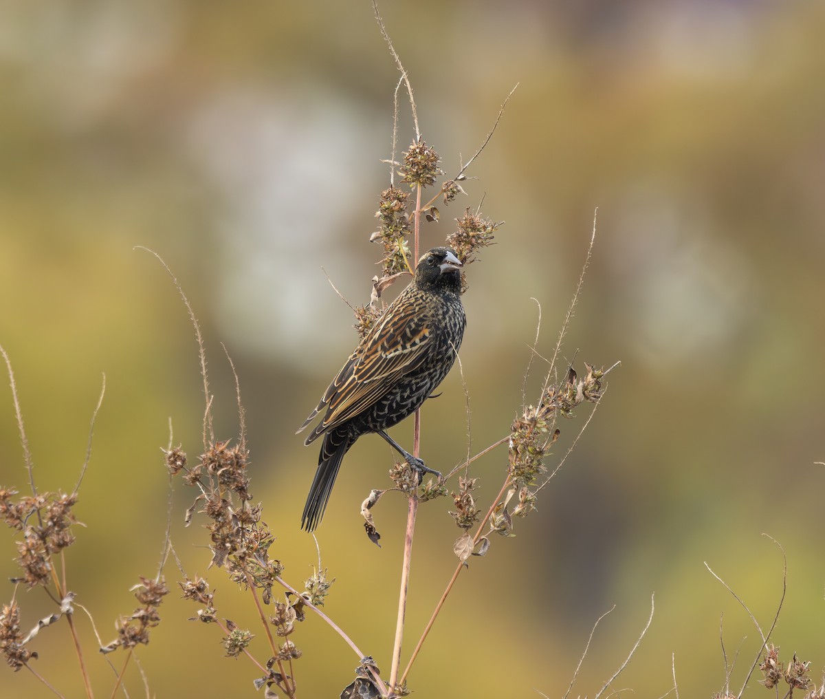 Red-winged Blackbird - ML646613308