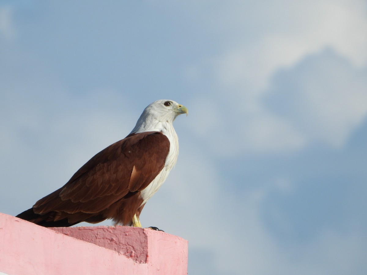 Brahminy Kite - ML646613309