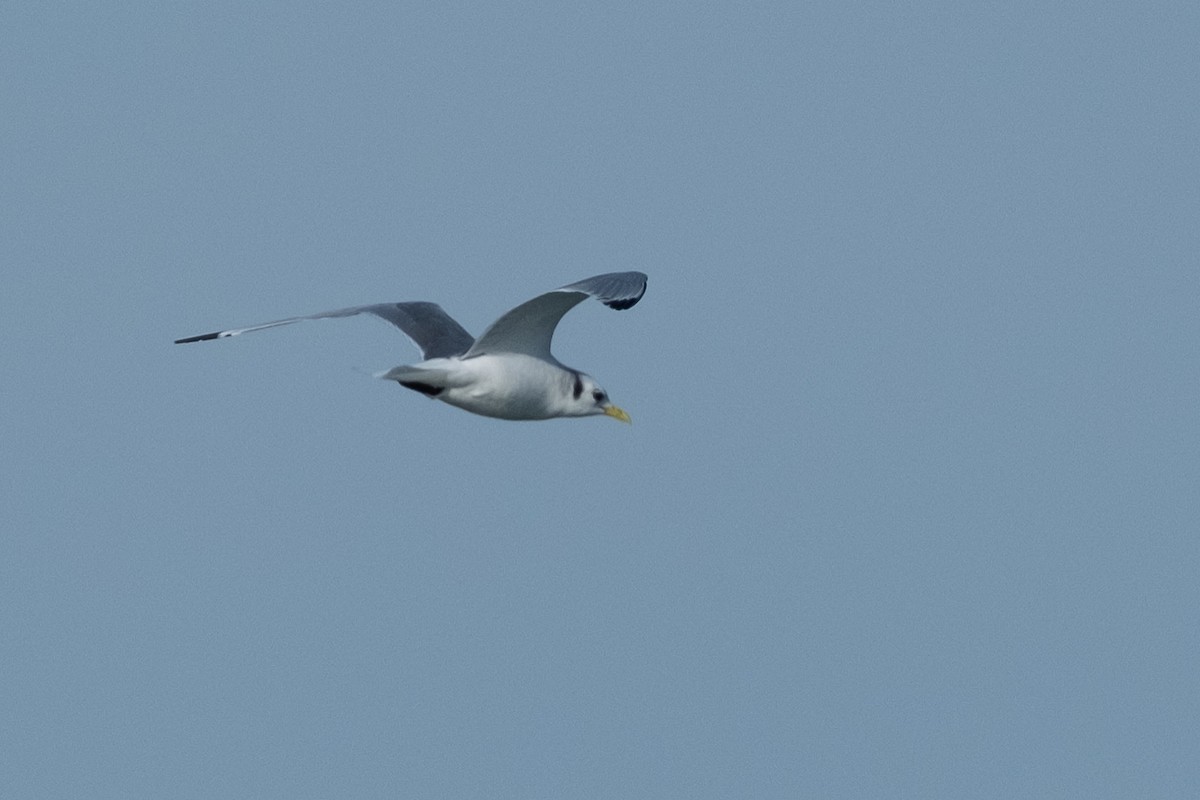 Black-legged Kittiwake - ML646613310