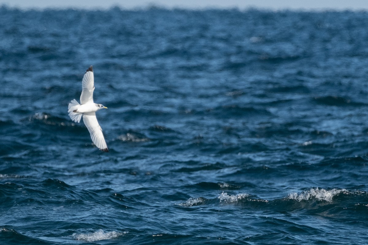 Black-legged Kittiwake - ML646613311