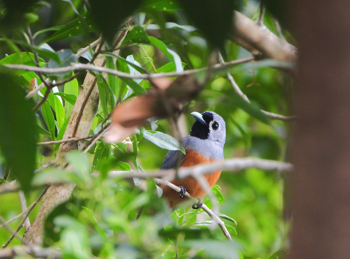 Maskenmonarch - ML646613315