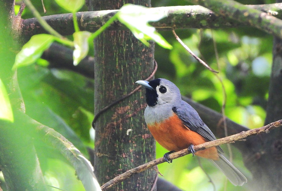 Maskenmonarch - ML646613317