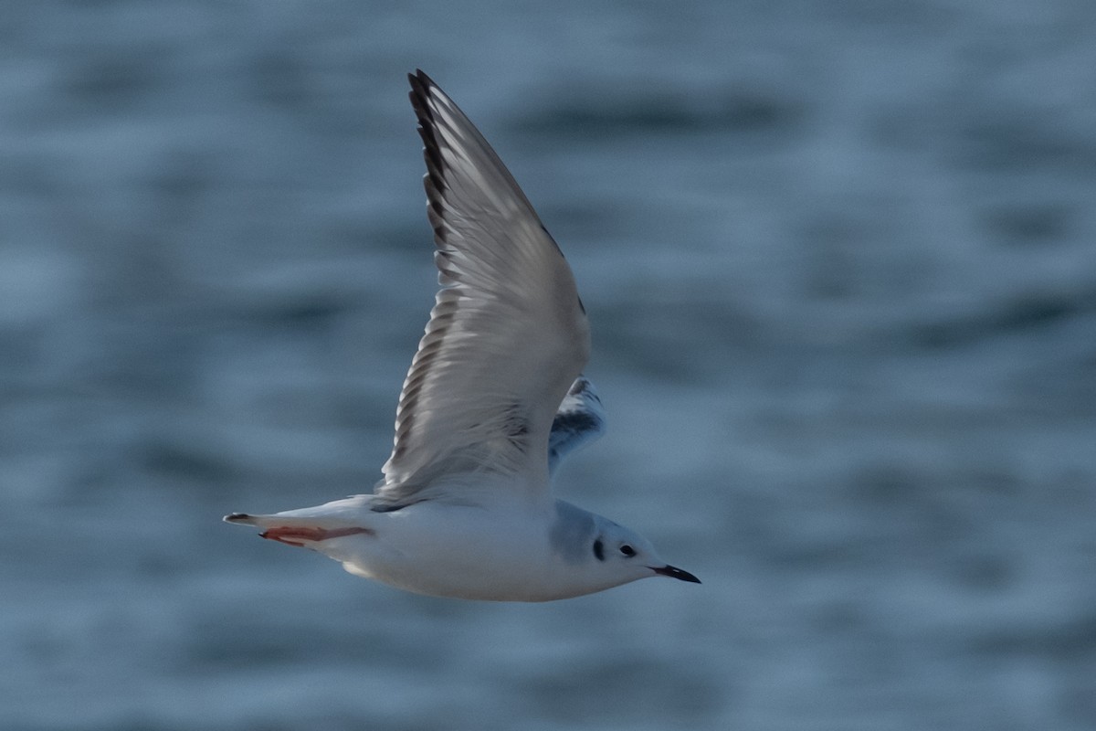 Bonaparte's Gull - ML646613318