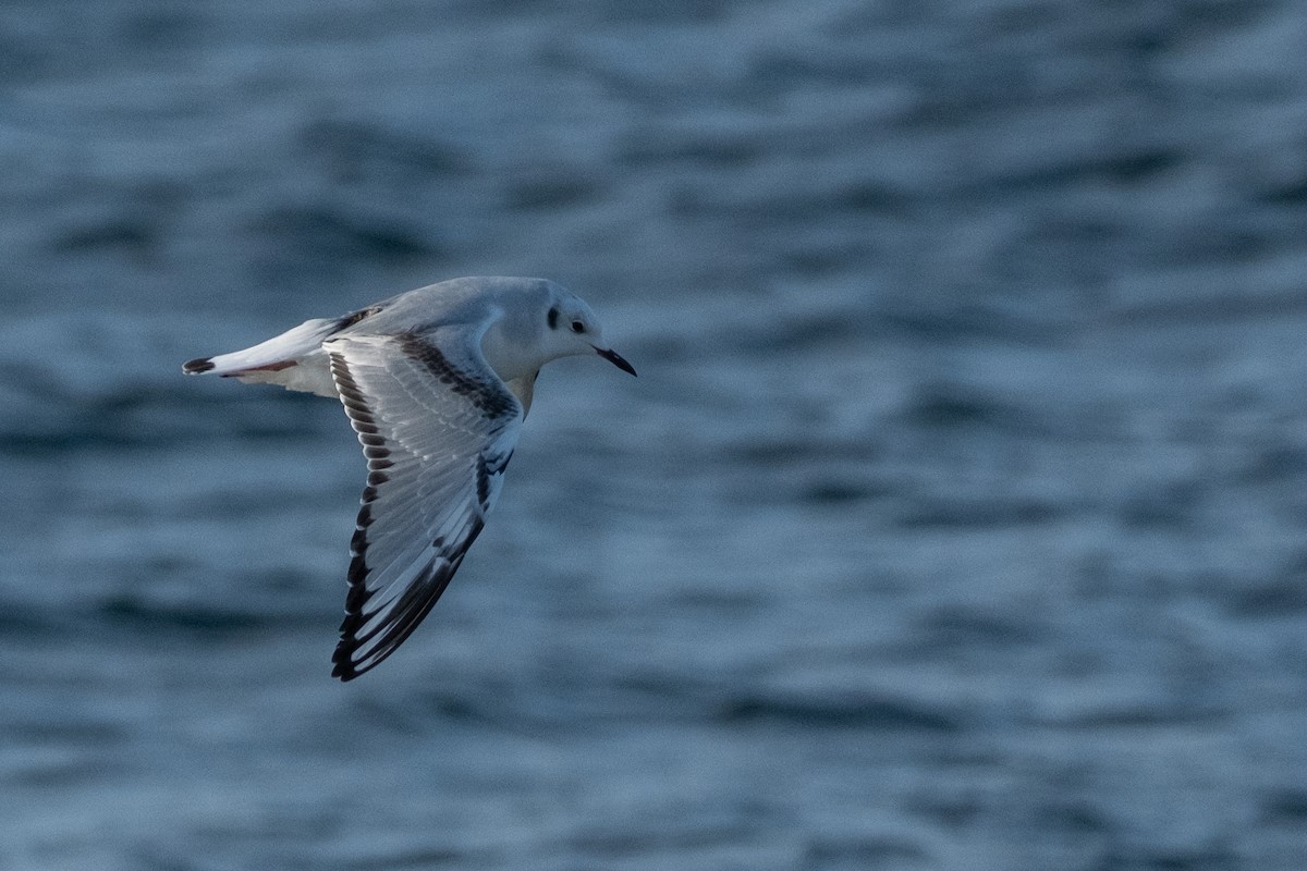 Bonaparte's Gull - ML646613319