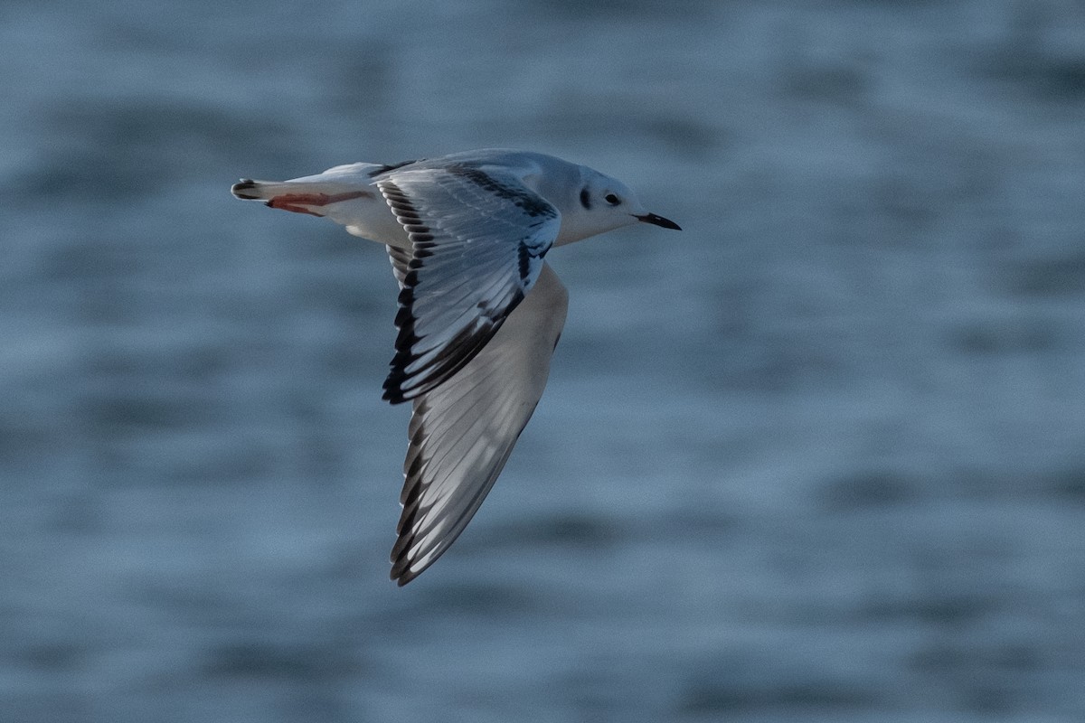 Bonaparte's Gull - ML646613320