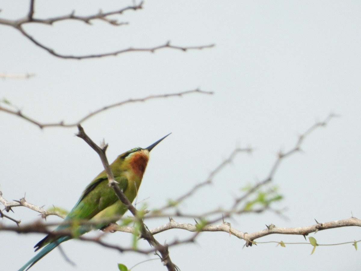 Blue-tailed Bee-eater - ML646613322