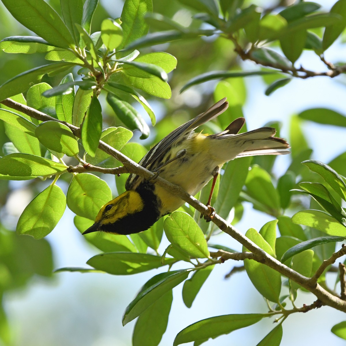 Пісняр-лісовик чорногорлий - ML646613324