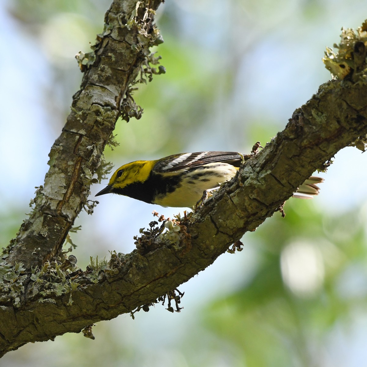 Пісняр-лісовик чорногорлий - ML646613325