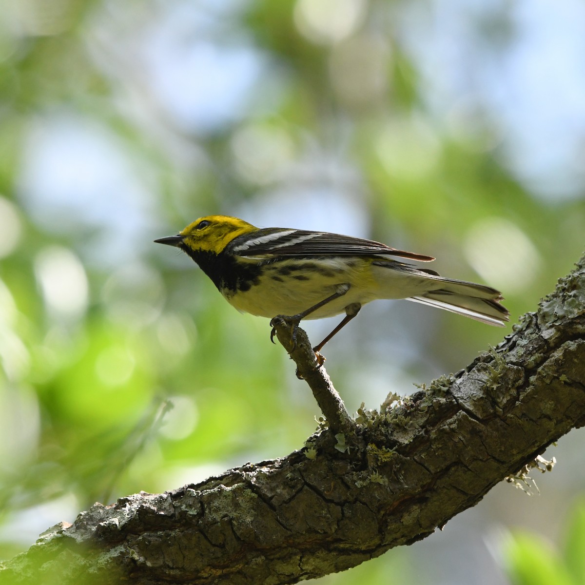 Пісняр-лісовик чорногорлий - ML646613326