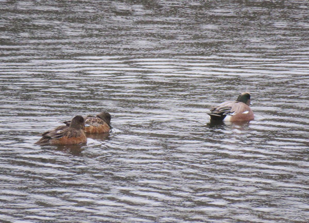 American Wigeon - ML646613336