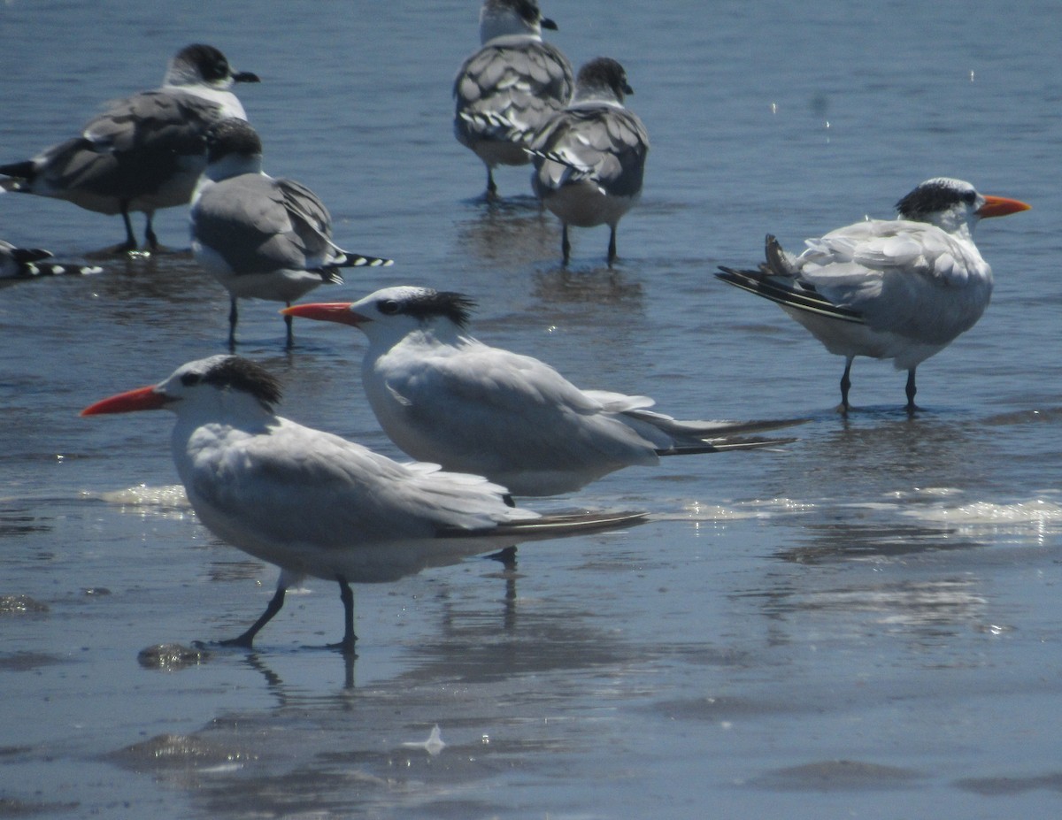 Королевская крачка - ML646613337