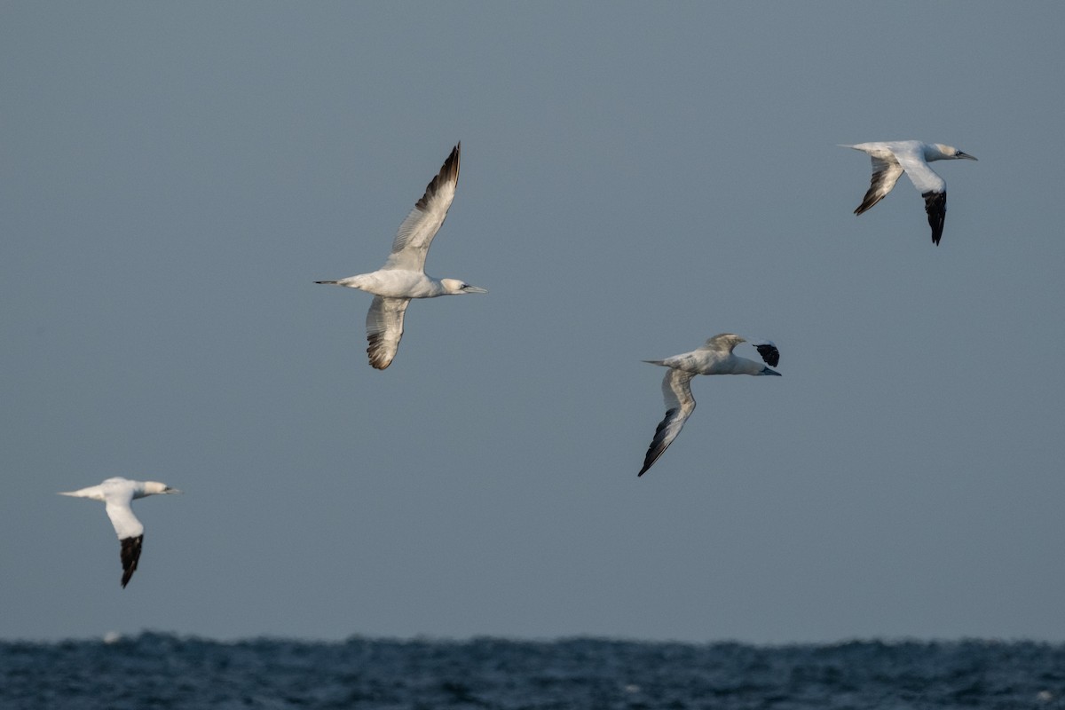 Northern Gannet - ML646613339