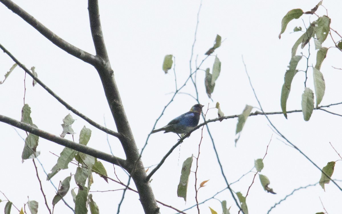 Золотистоголовая танагра - ML646613340