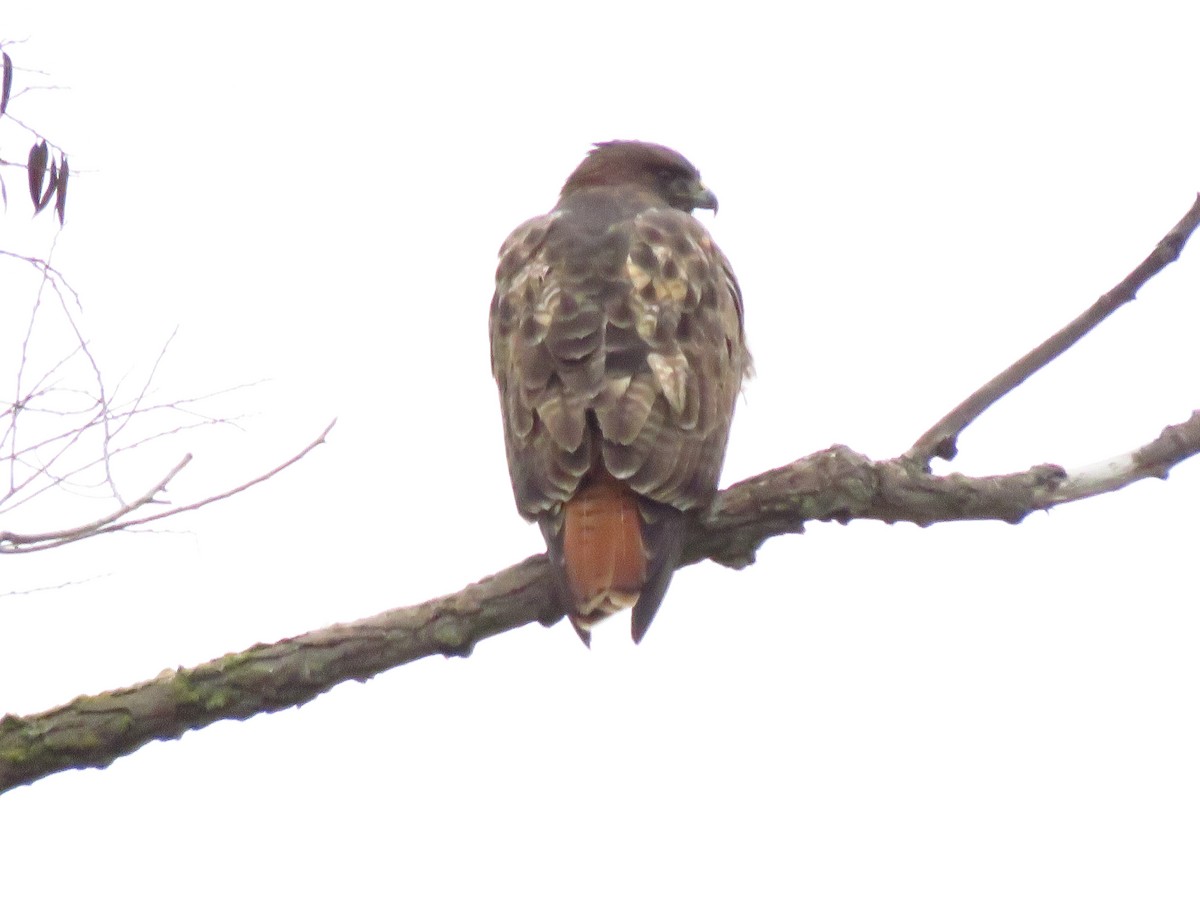 Red-tailed Hawk - ML646613341