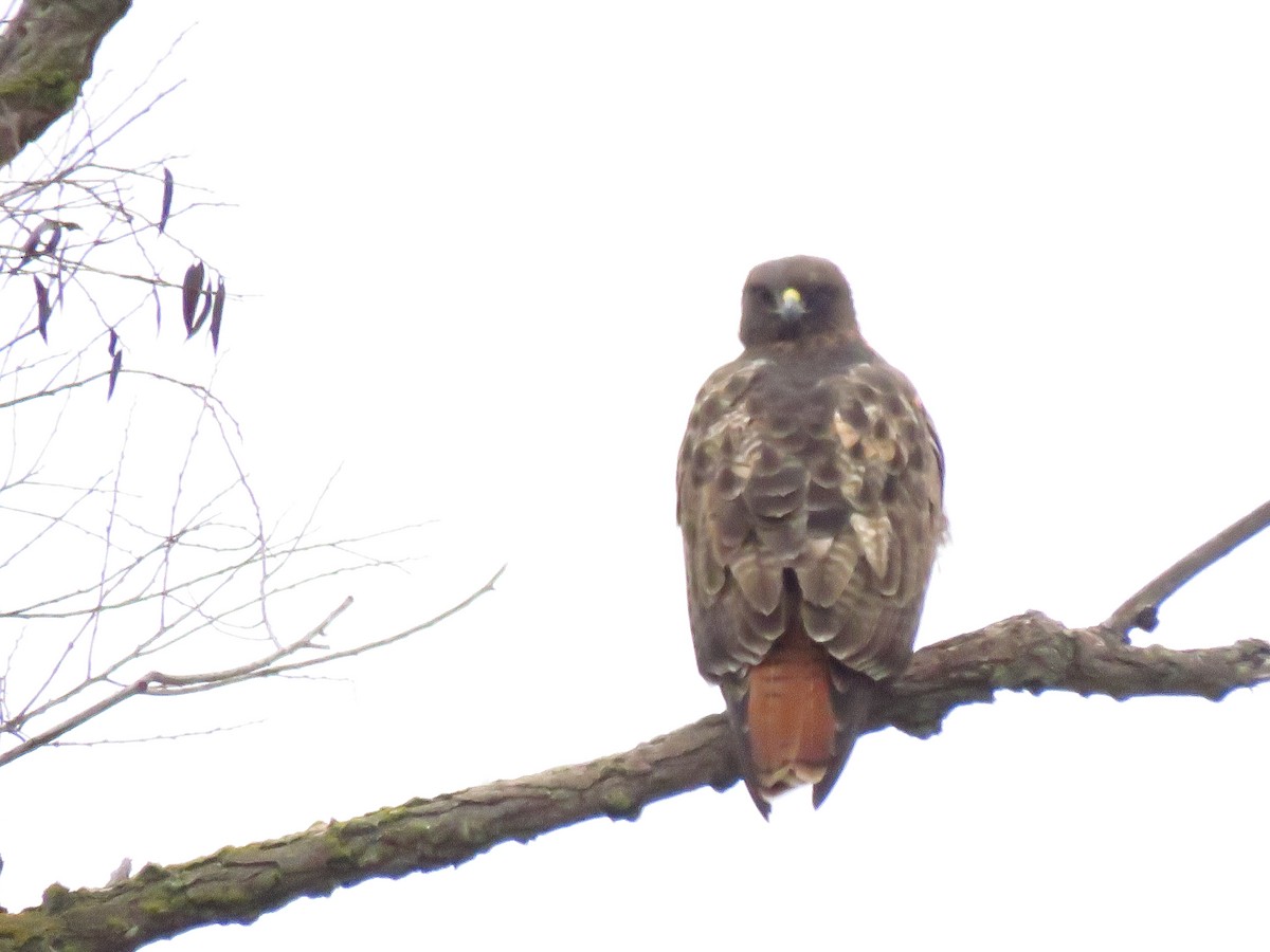 Red-tailed Hawk - ML646613342