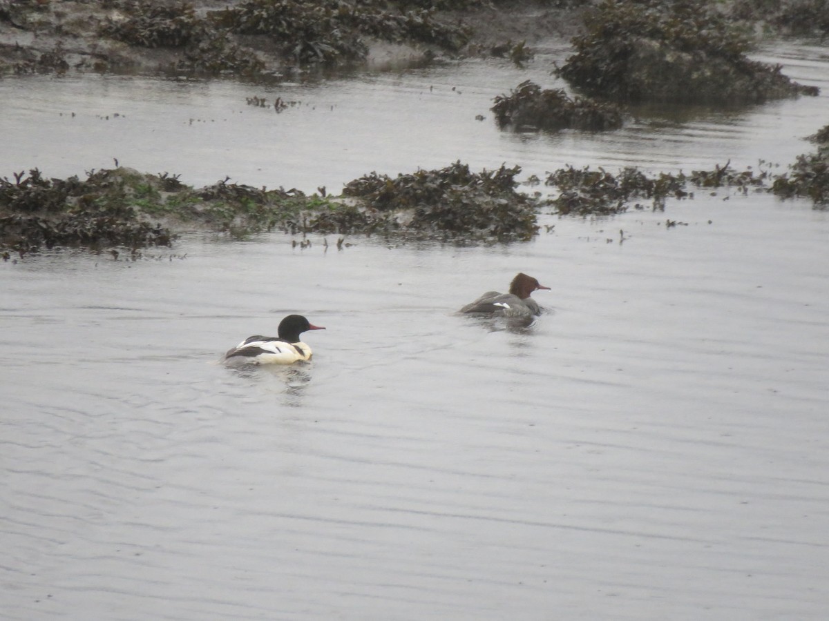 Common Merganser - ML646613344