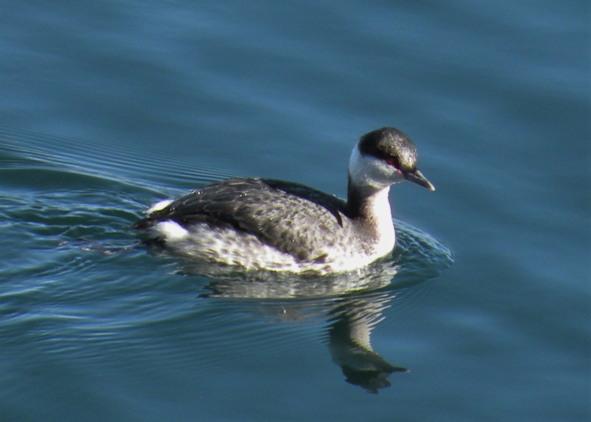 Horned Grebe - ML646613357