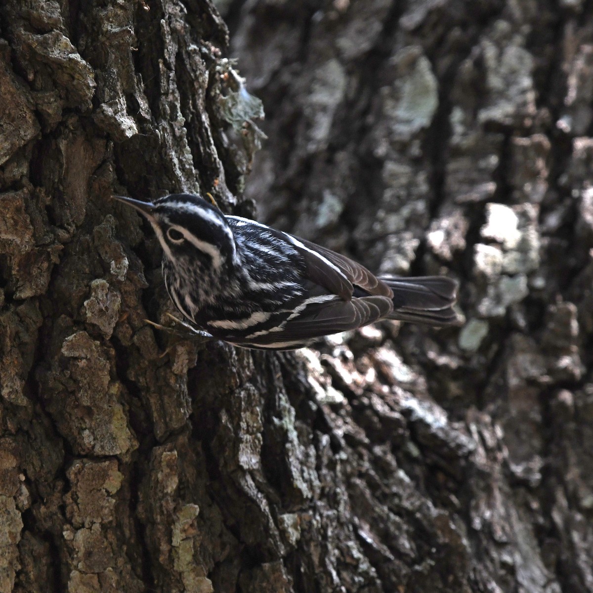 Пісняр строкатий - ML646613358