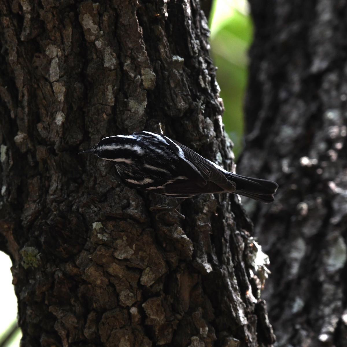 Пісняр строкатий - ML646613359