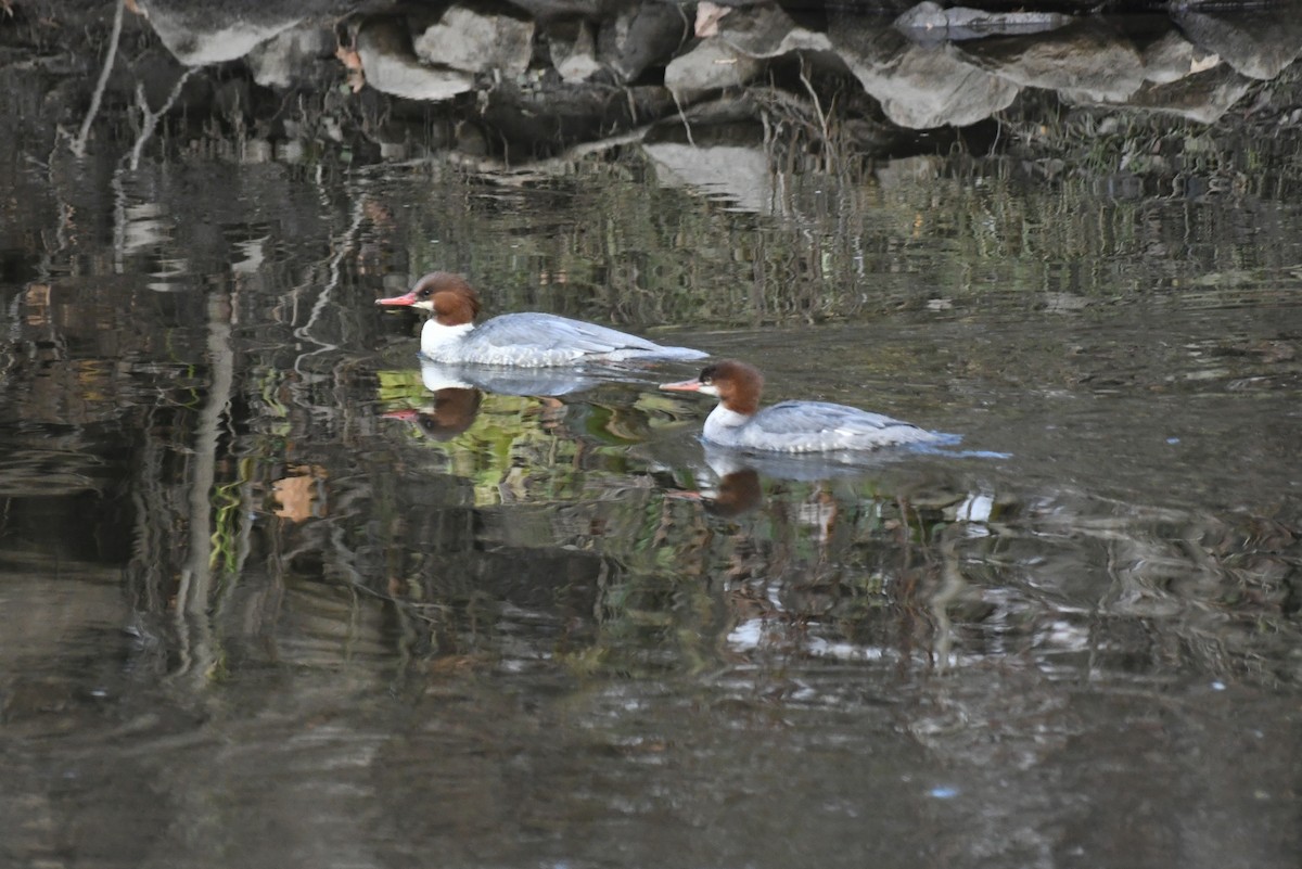 Крех великий - ML646613360