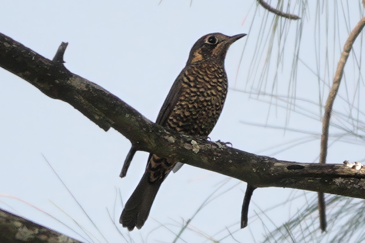 Chestnut-bellied Rock-Thrush - ML646613361