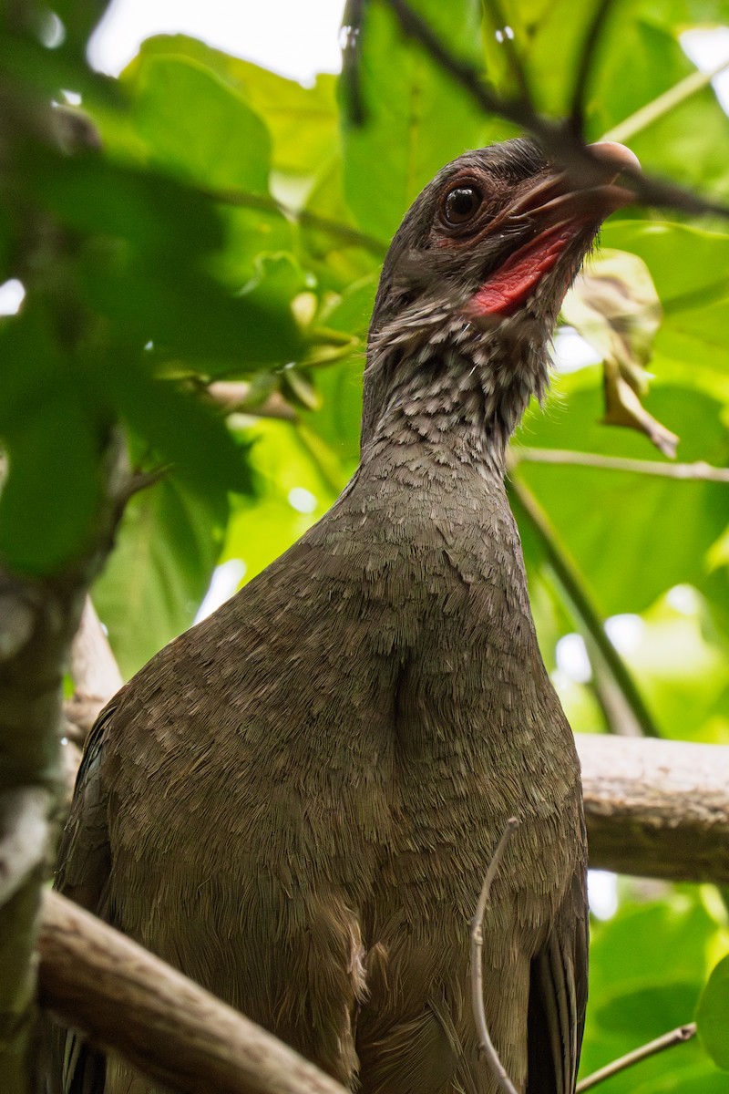 Чакская чачалака - ML646613362