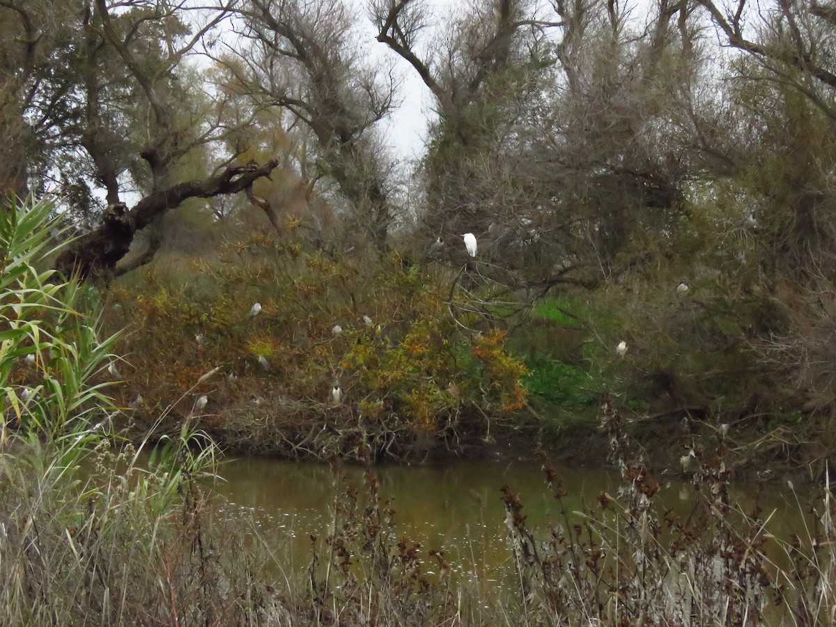 Black-crowned Night Heron - ML646613364