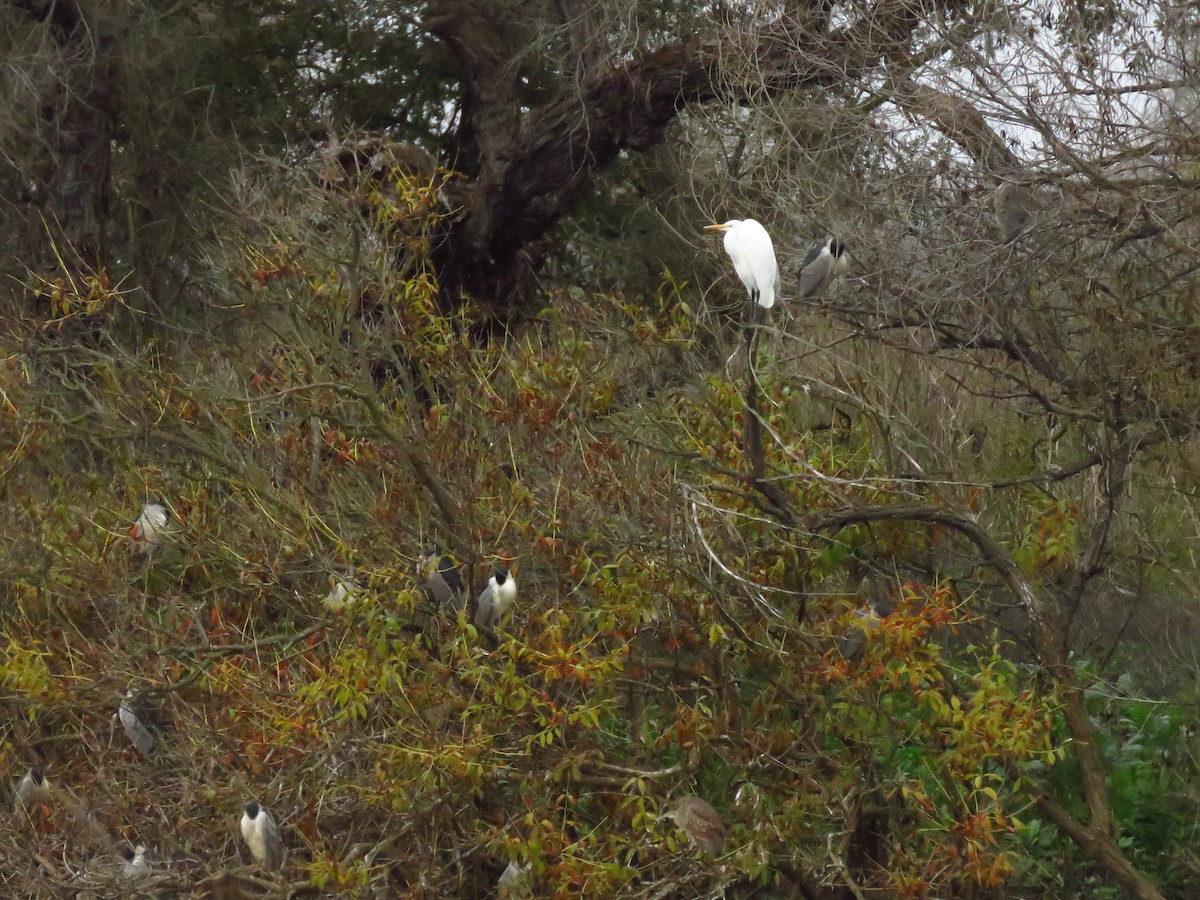 Black-crowned Night Heron - ML646613365