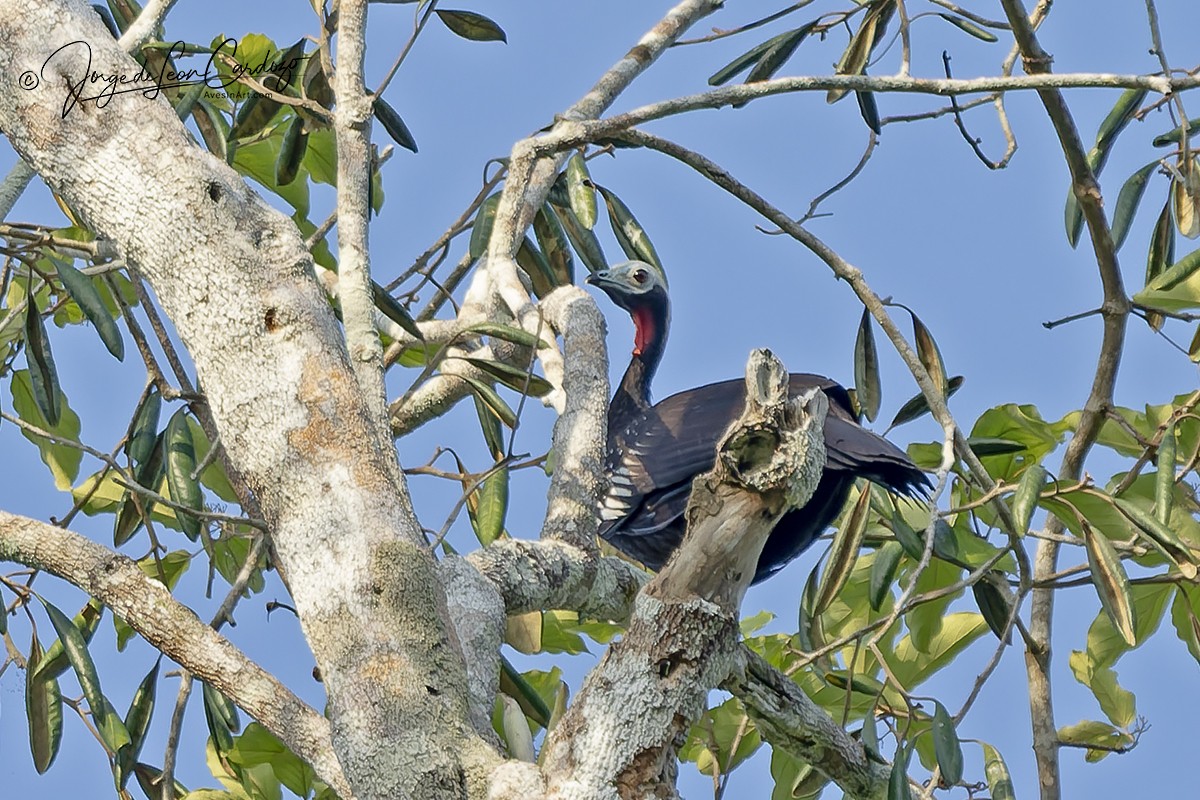 Красногорлый гуан (nattereri) - ML646613366