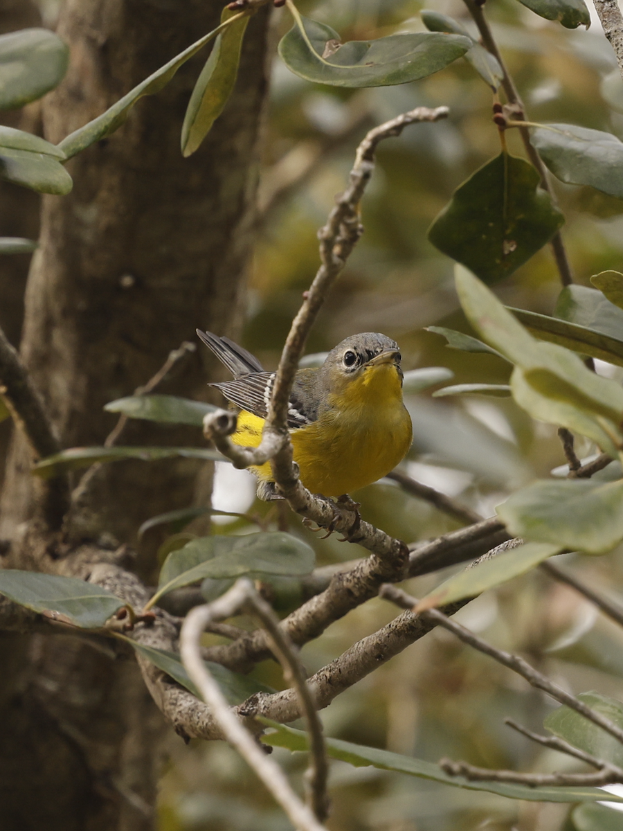 Магнолиевая древесница - ML646613367