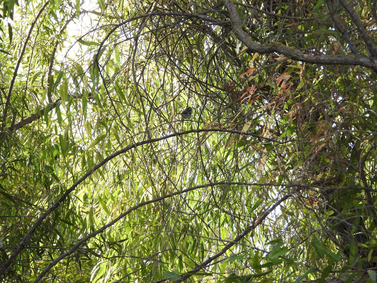 Траурная древесница - ML646613368