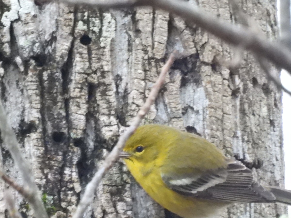 Çam Ötleğeni - ML646613369