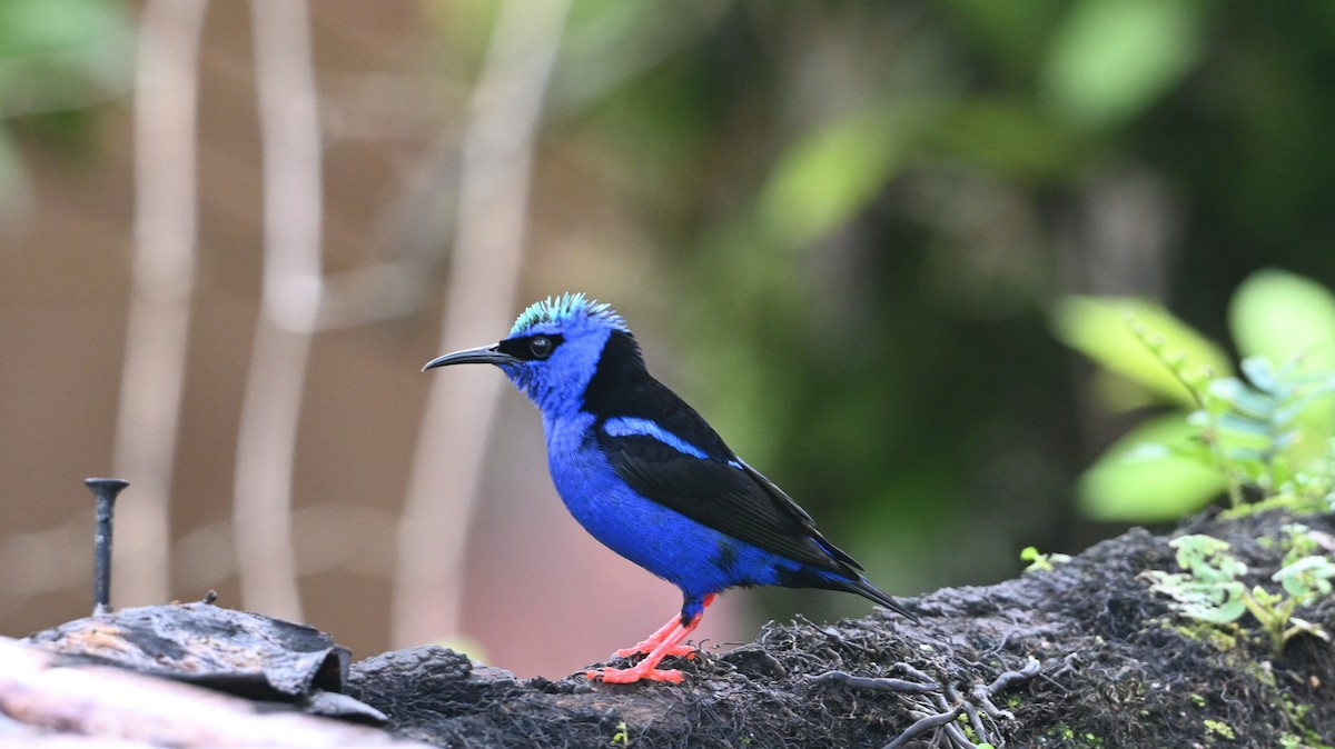 Red-legged Honeycreeper - ML646613370