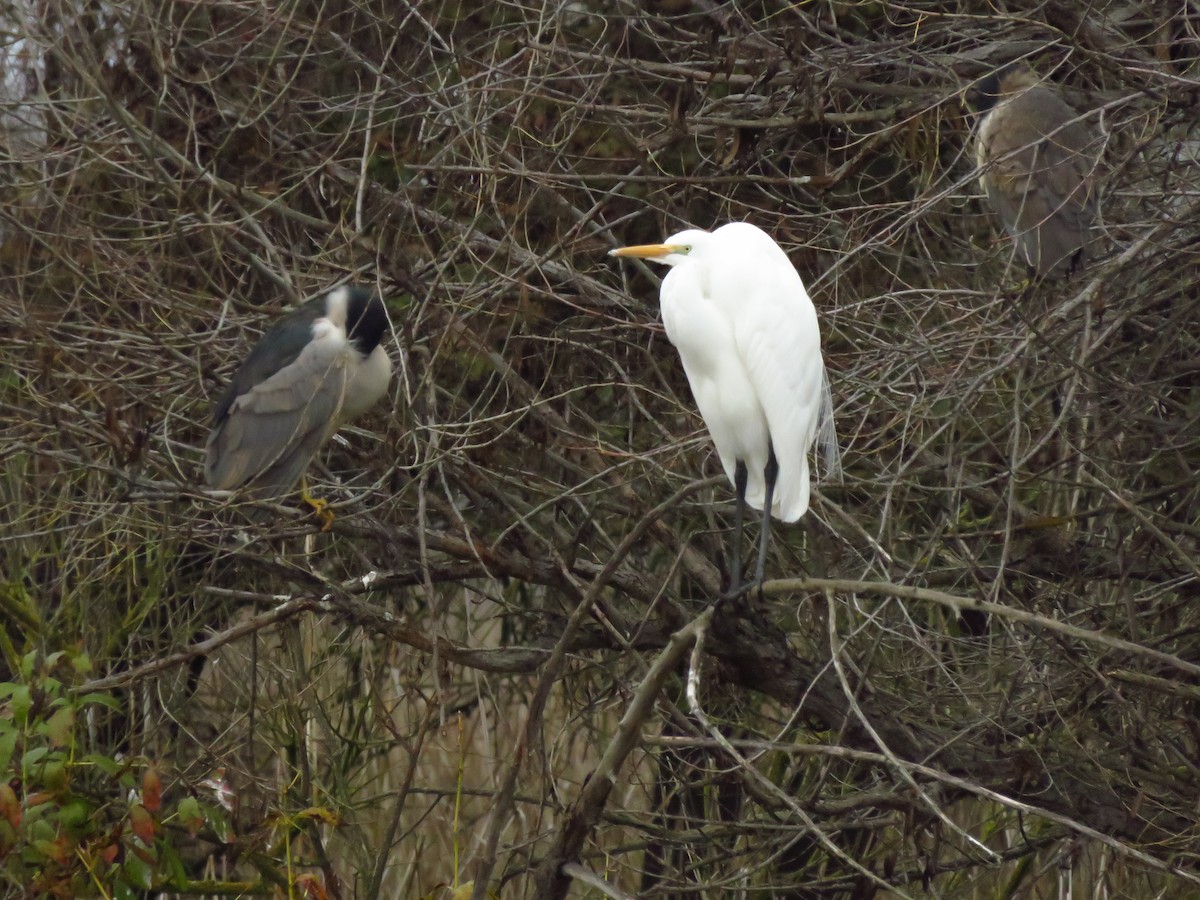 Great Egret (American) - ML646613371