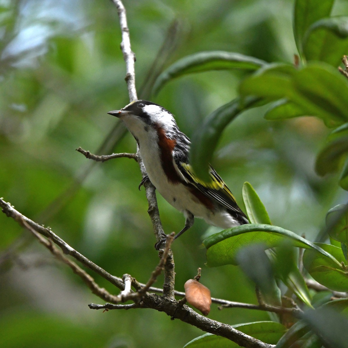 lesňáček rezavoboký - ML646613372