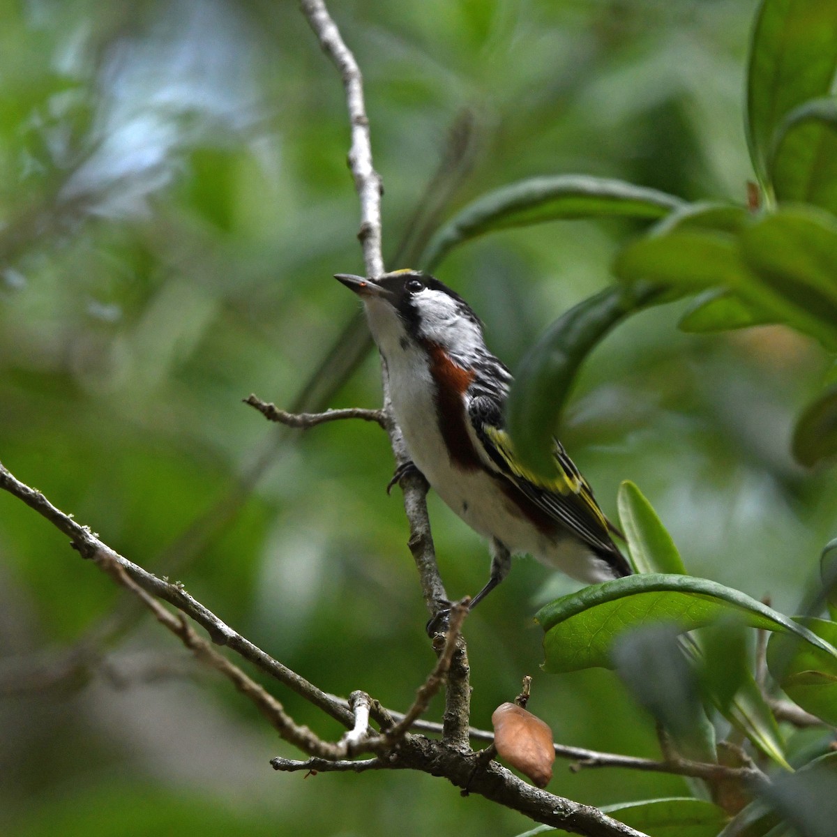 lesňáček rezavoboký - ML646613374