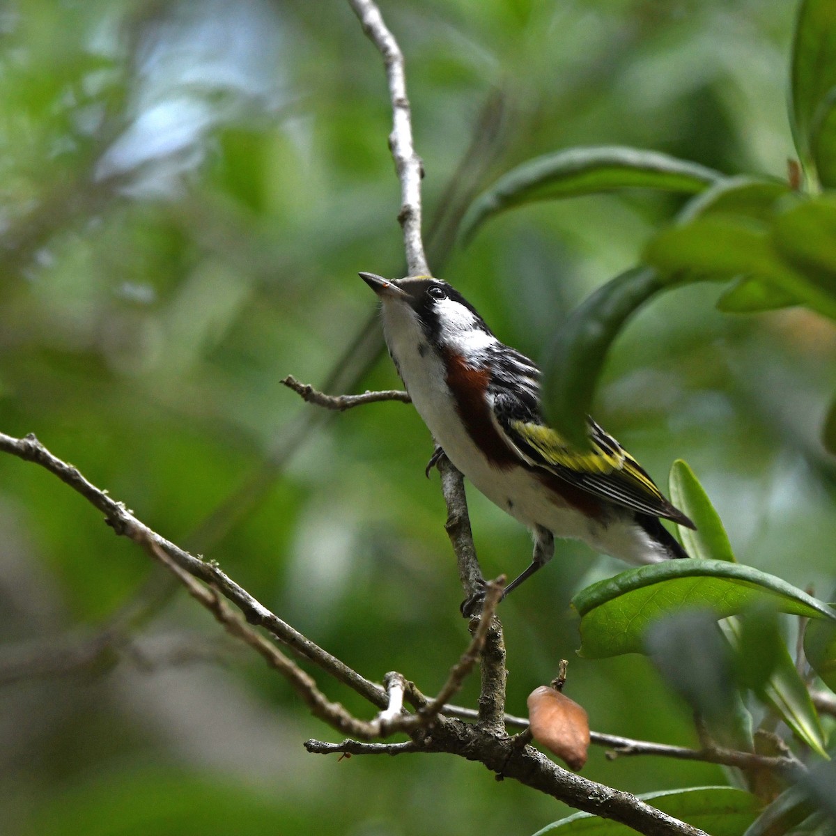 lesňáček rezavoboký - ML646613375