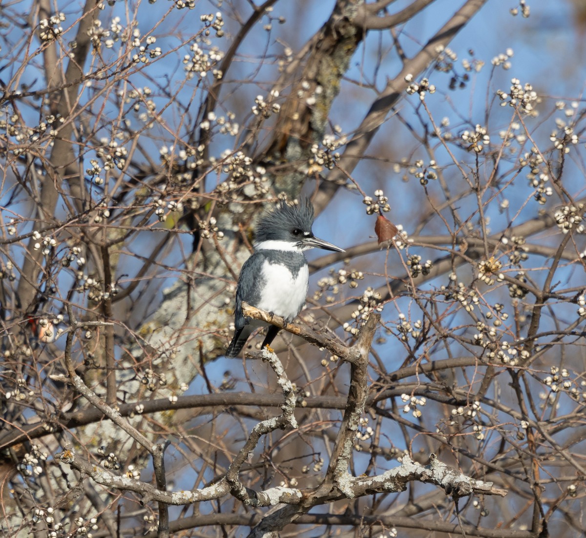 Опоясанный зимородок - ML646613376