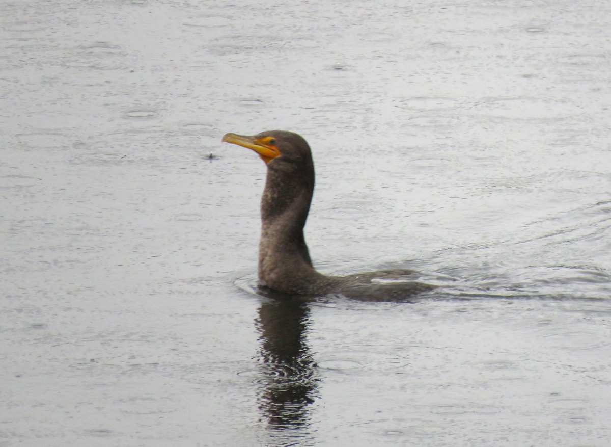 Double-crested Cormorant - ML646613377