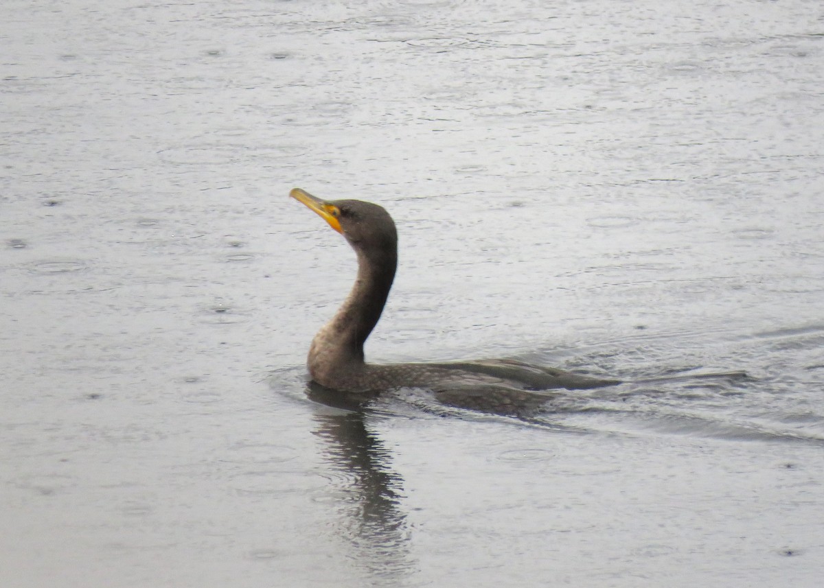 Double-crested Cormorant - ML646613378