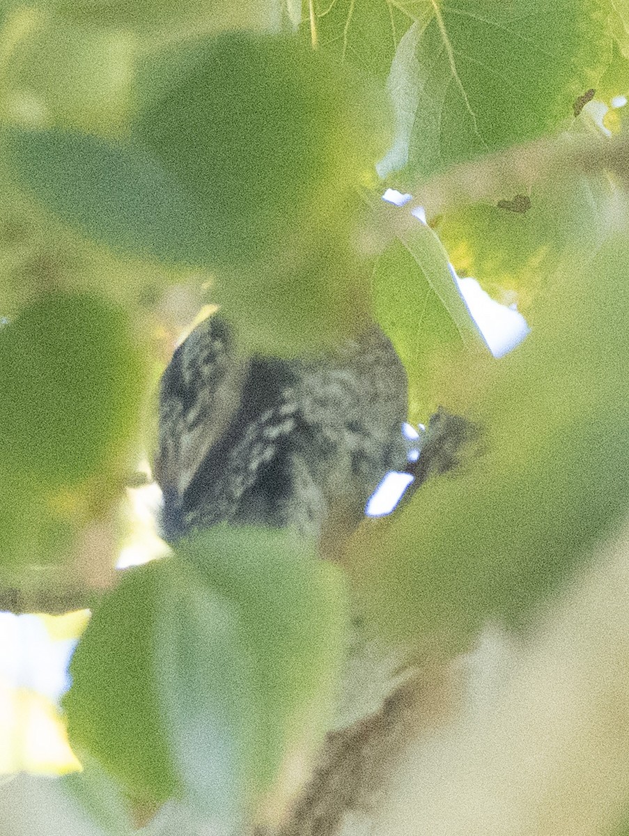 Красногрудый дятел-сокоед - ML646613379