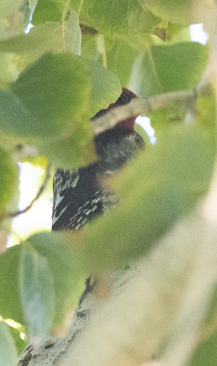 Красногрудый дятел-сокоед - ML646613380