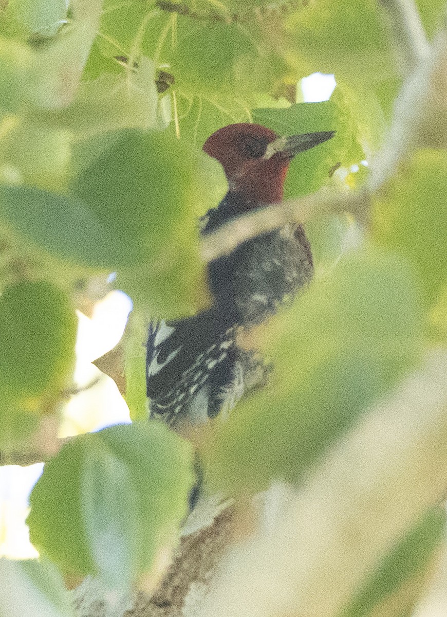 Красногрудый дятел-сокоед - ML646613381