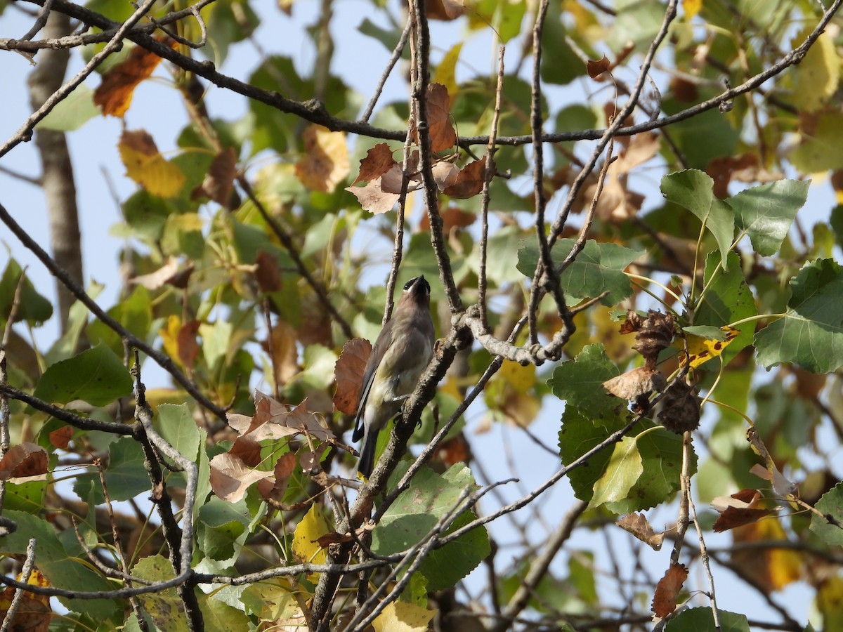 Buztanori amerikarra - ML646613383