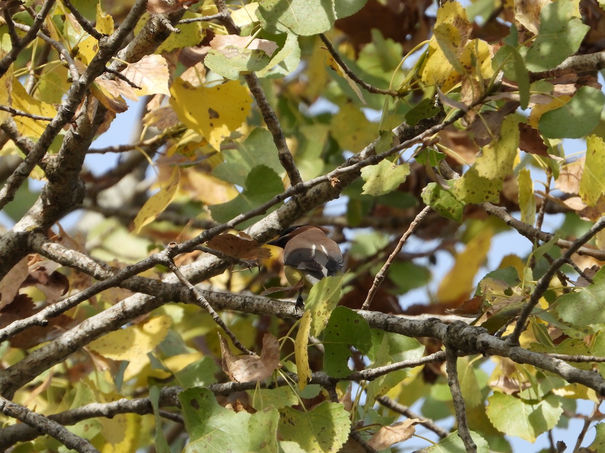 Buztanori amerikarra - ML646613384