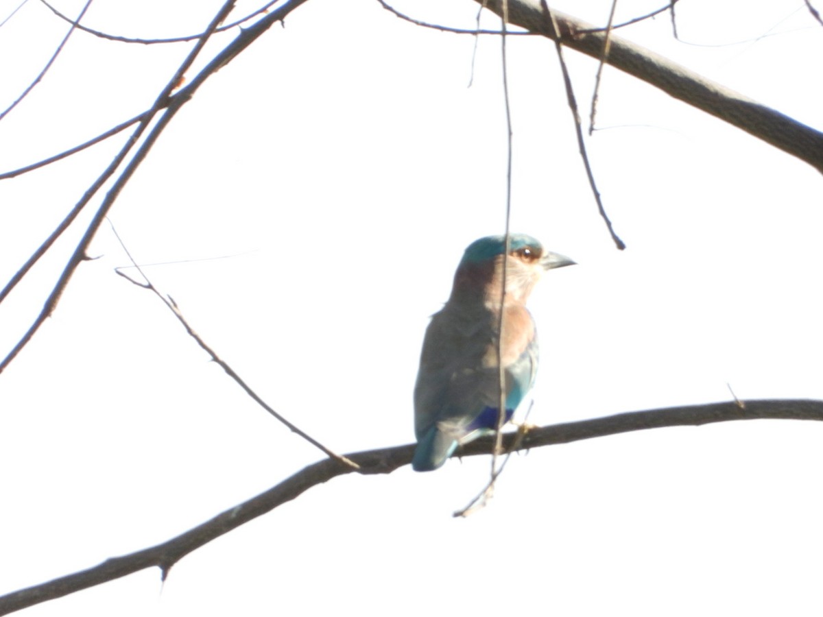 Indian Roller - ML646613385