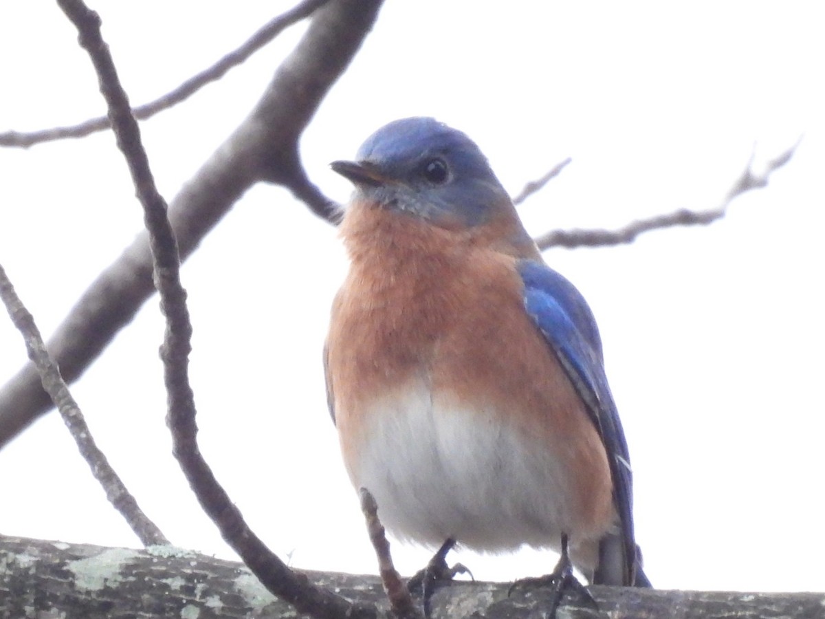 Блакитник східний - ML646613386